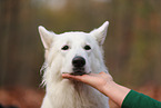 Berger Blanc Suisse