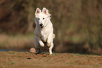 Berger Blanc Suisse