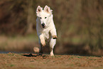 Berger Blanc Suisse