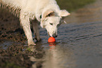 Berger Blanc Suisse