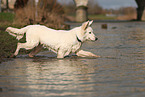 Berger Blanc Suisse