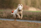 Berger Blanc Suisse