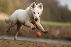 Berger Blanc Suisse