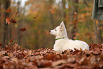 Berger Blanc Suisse Puppy