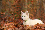 Berger Blanc Suisse Puppy