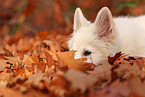 Berger Blanc Suisse Puppy