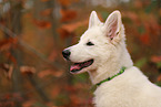 Berger Blanc Suisse Puppy