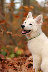 Berger Blanc Suisse Puppy