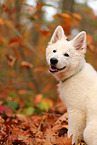 Berger Blanc Suisse Puppy