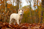 Berger Blanc Suisse Puppy