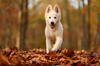 Berger Blanc Suisse Puppy