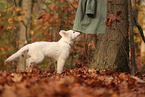 Berger Blanc Suisse Puppy