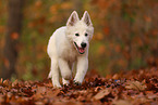 Berger Blanc Suisse Puppy