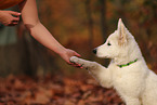 Berger Blanc Suisse Puppy