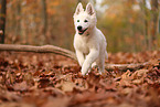 Berger Blanc Suisse Puppy