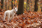 Berger Blanc Suisse Puppy