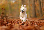 Berger Blanc Suisse Puppy