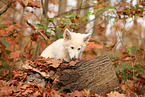 Berger Blanc Suisse Puppy