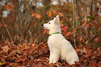 Berger Blanc Suisse Puppy