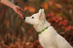 Berger Blanc Suisse Puppy