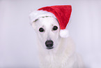 Berger Blanc Suisse