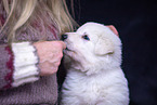 Berger Blanc Suisse Puppy