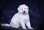 Berger Blanc Suisse Puppy