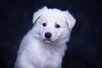 Berger Blanc Suisse Puppy