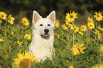 Berger Blanc Suisse