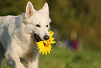 Berger Blanc Suisse