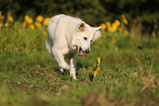 Berger Blanc Suisse