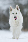 Berger Blanc Suisse