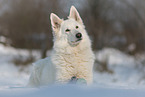 Berger Blanc Suisse