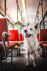 Berger Blanc Suisse