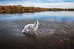 Berger Blanc Suisse