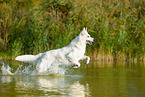 White Swiss Shepherd in the water