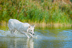 White Swiss Shepherd in the water