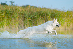 White Swiss Shepherd in the water