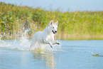 White Swiss Shepherd in the water