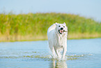 White Swiss Shepherd in the water