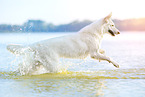 White Swiss Shepherd in the water