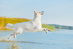 White Swiss Shepherd in the water