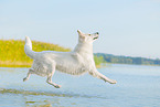 White Swiss Shepherd in the water