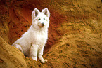 Berger Blanc Suisse Puppy