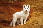 Berger Blanc Suisse Puppy