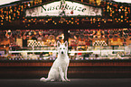 Berger Blanc Suisse