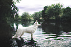 Berger Blanc Suisse