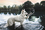Berger Blanc Suisse