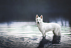 Berger Blanc Suisse