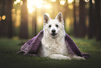 Berger Blanc Suisse